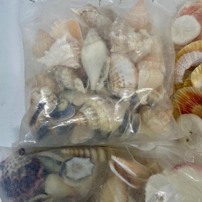 Seashell Lot 1