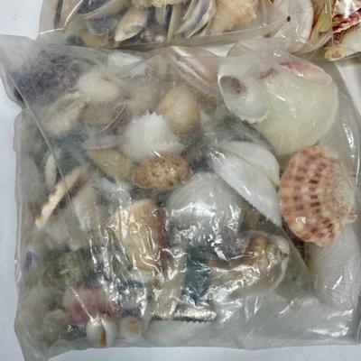 Seashell Lot 1