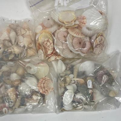 Seashell Lot 1