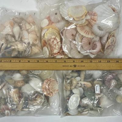 Seashell Lot 1