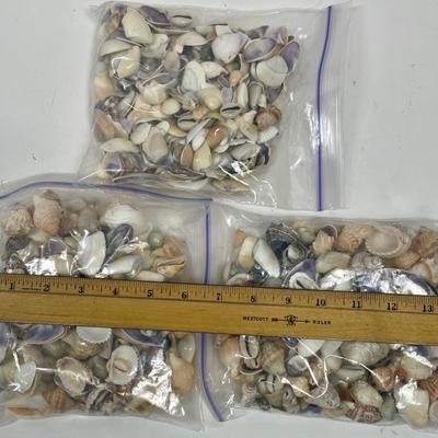 Seashell Lot 2