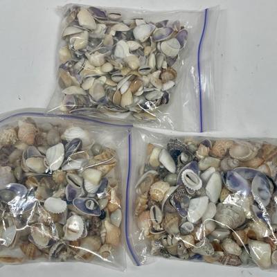 Seashell Lot 2