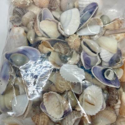 Seashell Lot 2