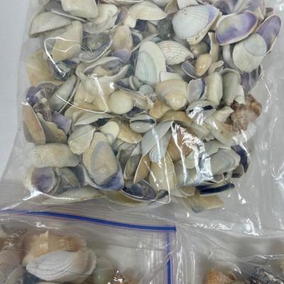 Seashell Lot 2
