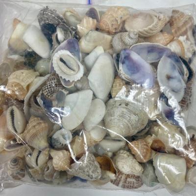 Seashell Lot 2