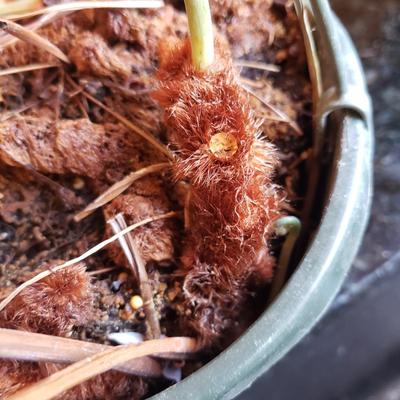 Three Live Plants-Blue Star Fern, Peace Lilly and Amaryllis (K-KD)