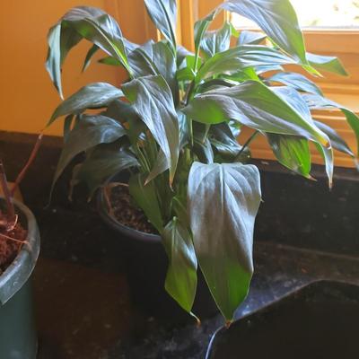 Three Live Plants-Blue Star Fern, Peace Lilly and Amaryllis (K-KD)