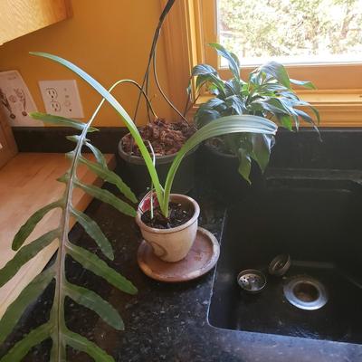 Three Live Plants-Blue Star Fern, Peace Lilly and Amaryllis (K-KD)