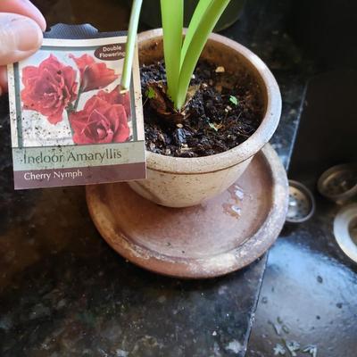 Three Live Plants-Blue Star Fern, Peace Lilly and Amaryllis (K-KD)
