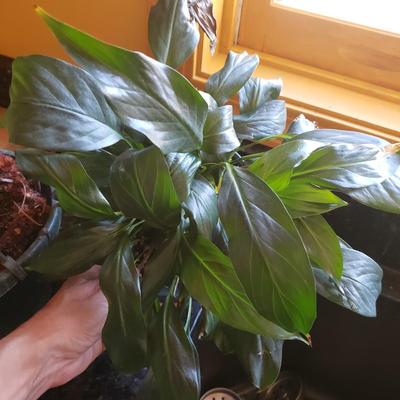 Three Live Plants-Blue Star Fern, Peace Lilly and Amaryllis (K-KD)