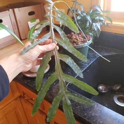 Three Live Plants-Blue Star Fern, Peace Lilly and Amaryllis (K-KD)