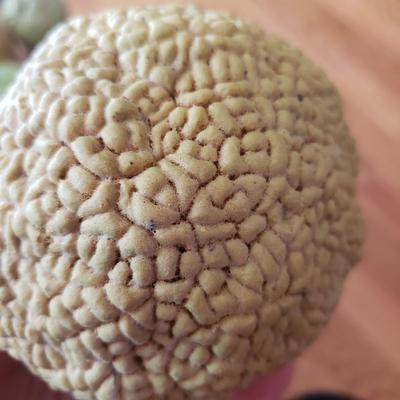 Grapevine/Moss Topiary Balls and More (O-KD)