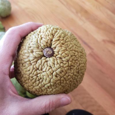 Grapevine/Moss Topiary Balls and More (O-KD)