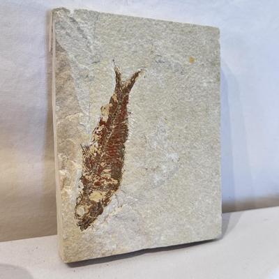 Fossils, Stone Vases, and More! (O-DZ)