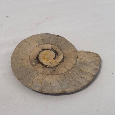 Fossils, Stone Vases, and More! (O-DZ)