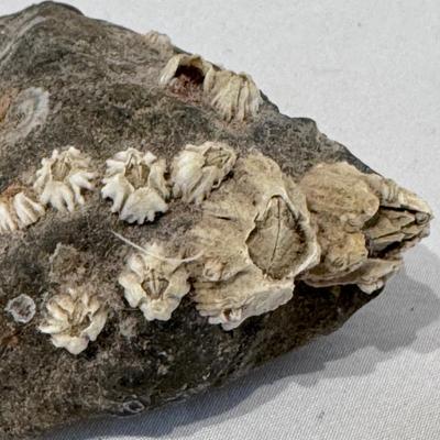 Fossils, Stone Vases, and More! (O-DZ)