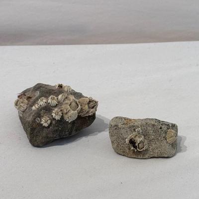 Fossils, Stone Vases, and More! (O-DZ)