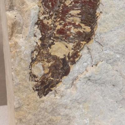 Fossils, Stone Vases, and More! (O-DZ)
