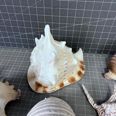 Shell Collection Number 2 WOW!!!