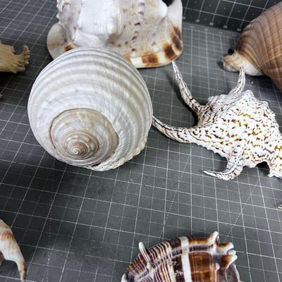 Shell Collection Number 2 WOW!!!