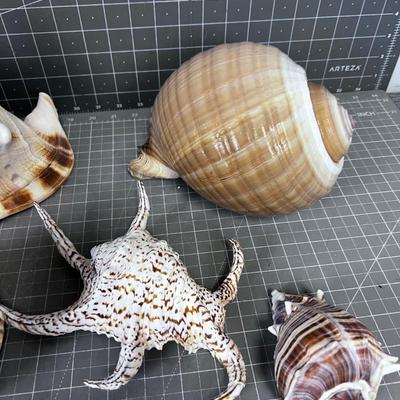 Shell Collection Number 2 WOW!!!