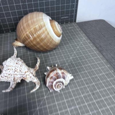Shell Collection Number 2 WOW!!!