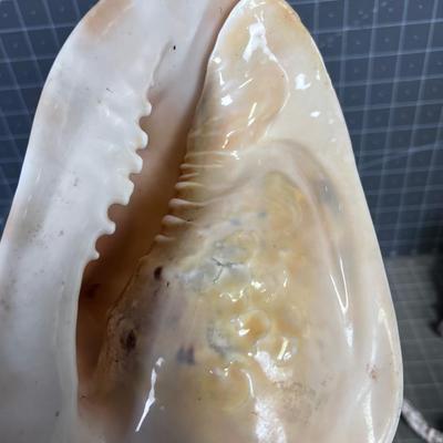 Shell Collection Number 2 WOW!!!