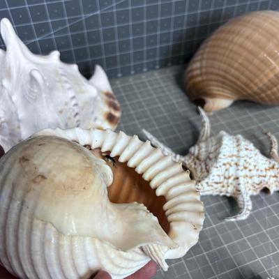 Shell Collection Number 2 WOW!!!