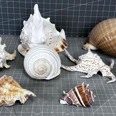 Shell Collection Number 2 WOW!!!