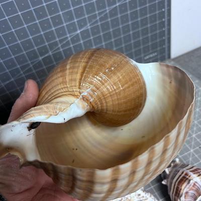 Shell Collection Number 2 WOW!!!
