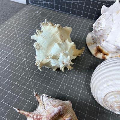 Shell Collection Number 2 WOW!!!