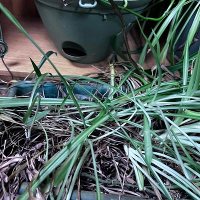 Pile of Thriving House Plants up for Adoption