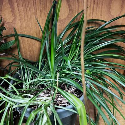 Pile of Thriving House Plants up for Adoption