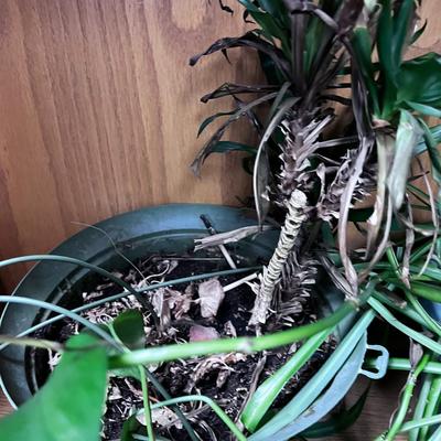 Pile of Thriving House Plants up for Adoption