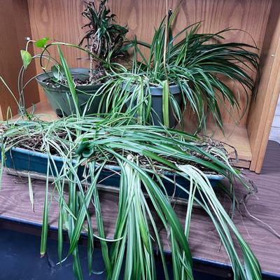 Pile of Thriving House Plants up for Adoption