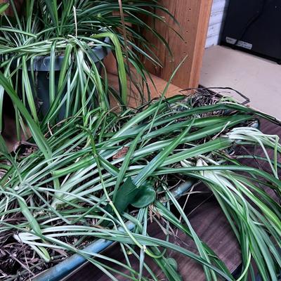 Pile of Thriving House Plants up for Adoption