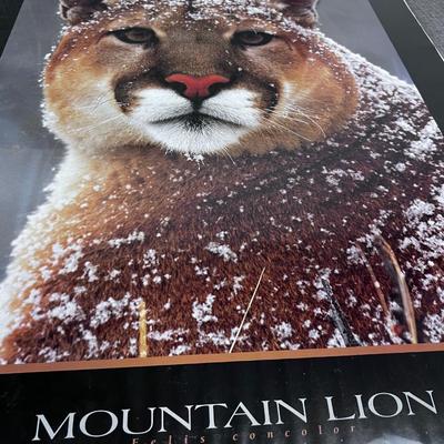 Mountain Lion Poster, Still Sealed in plastic