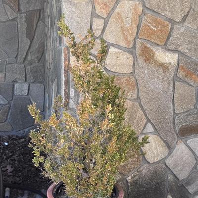 Two Handled Planters (LD-DZ)