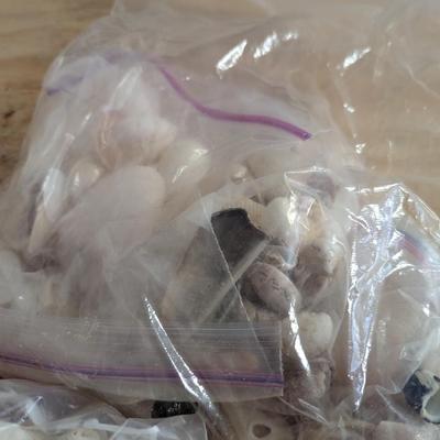 3 Bags Of Sea Shells (G)