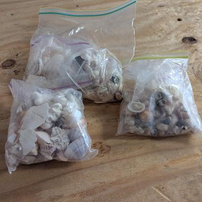 3 Bags Of Sea Shells (G)
