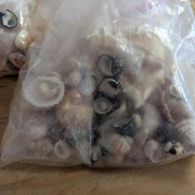 3 Bags Of Sea Shells (G)