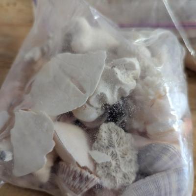 3 Bags Of Sea Shells (G)