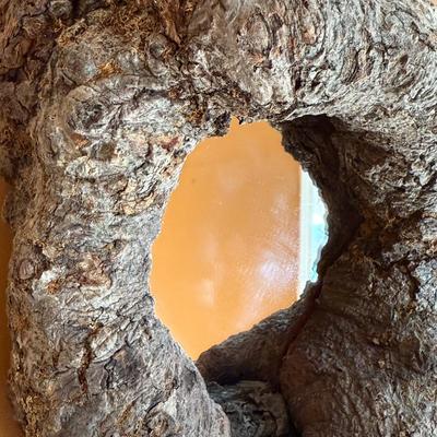 Maple Knothole Mirror (FE-HS)