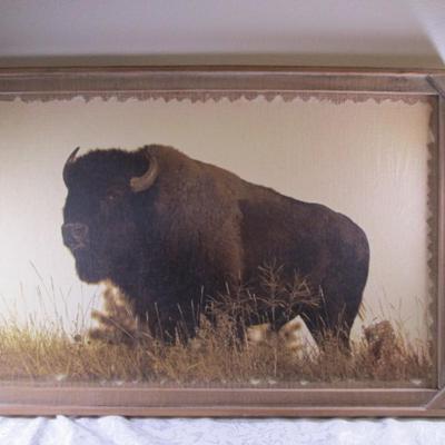 Buffalo textured picture