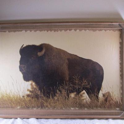 Buffalo textured picture