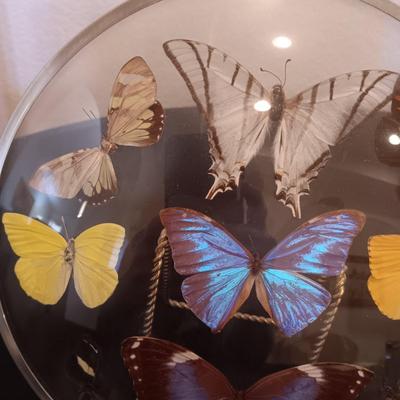 GENUINE BUTTERFLIES DISPLAYED IN A CURVED GLASS AND METAL RIMMED FRAME PLUS PARTYLITE CANDLES
