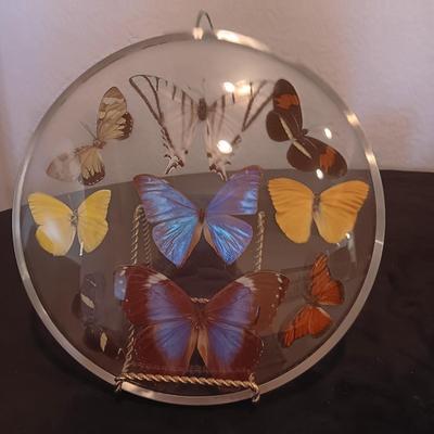GENUINE BUTTERFLIES DISPLAYED IN A CURVED GLASS AND METAL RIMMED FRAME PLUS PARTYLITE CANDLES