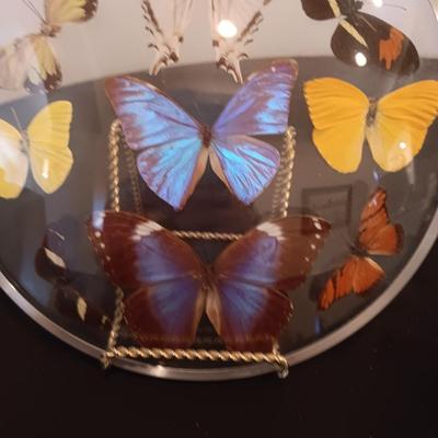 GENUINE BUTTERFLIES DISPLAYED IN A CURVED GLASS AND METAL RIMMED FRAME PLUS PARTYLITE CANDLES
