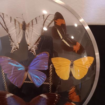 GENUINE BUTTERFLIES DISPLAYED IN A CURVED GLASS AND METAL RIMMED FRAME PLUS PARTYLITE CANDLES