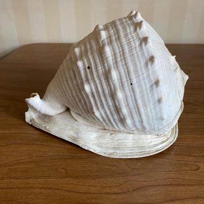 LOT 90F: Seashell Collection & Books about Collecting Seashells